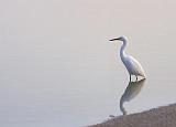 Snowy Egret Wading_28239